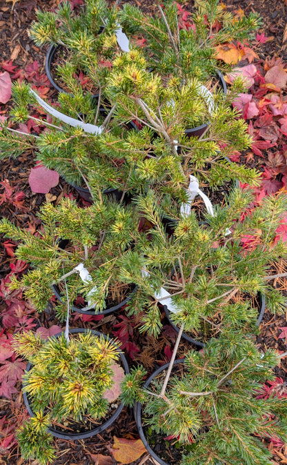 Ogon-Janome Japanese White Pine, Rare Dwarf Variegated Pinus Parviflora - Live Plant