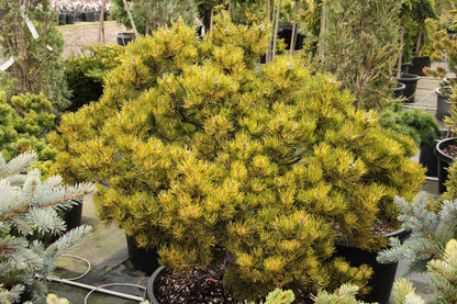 Sunshine Variegated Mugo Pine, Dwarf Conifer Bonsai Starter Tree - Live Plant