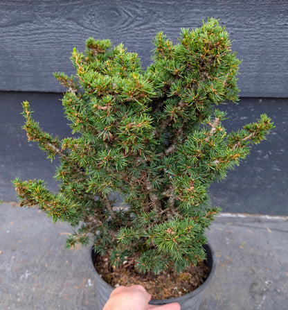 Kenwith Dwarf Cyprus Cedar, Cedrus Brevifolia Rare Miniature Conifer - Live Plant