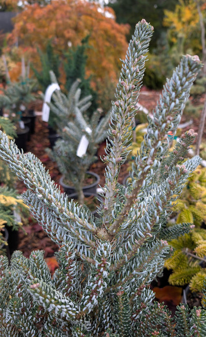Horstmann's Silberlocke Korean Fir, Upright Silver-White Conifer Purple Cones - Live Plant