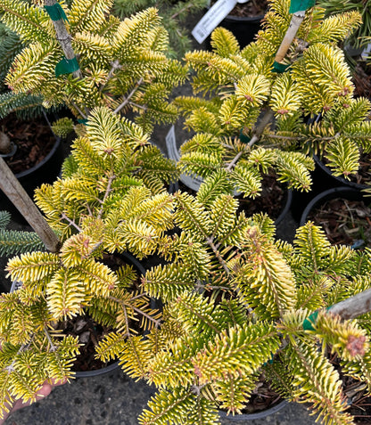 Golden Spreader Nordmann Fir, Low Spreading Dwarf Golden Conifer - Live Plant