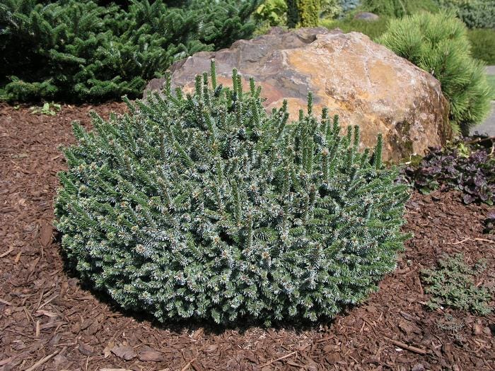Pimoko Dwarf Serbian Spruce, Picea Omorika Compact Round Evergreen Conifer - Live Plant