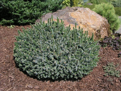 Pimoko Dwarf Serbian Spruce, Picea Omorika Compact Round Evergreen Conifer - Live Plant
