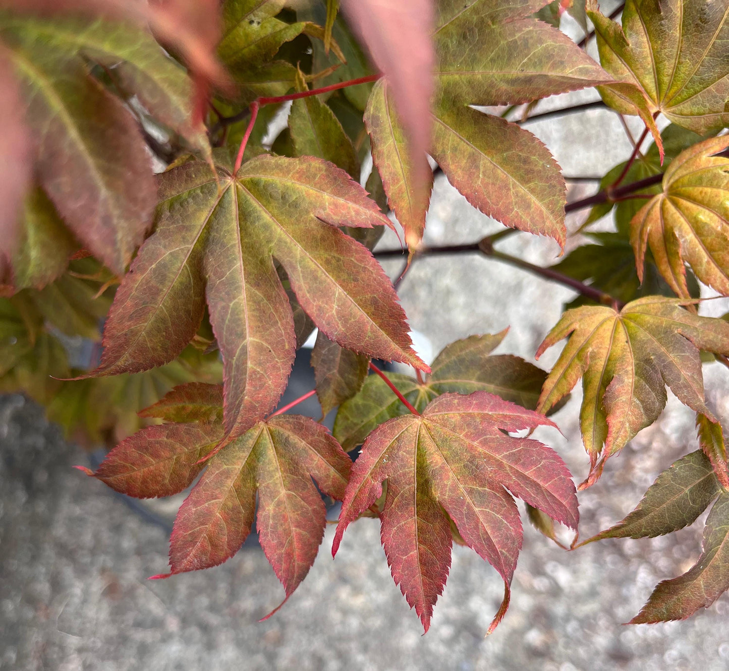 Ruslyn In The Pink Japanese Maple, Dwarf Compact Ornamental Acer Palmatum - Live Plant