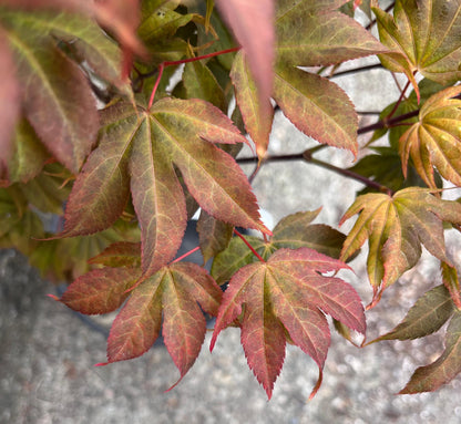 Ruslyn In The Pink Japanese Maple, Dwarf Compact Ornamental Acer Palmatum - Live Plant