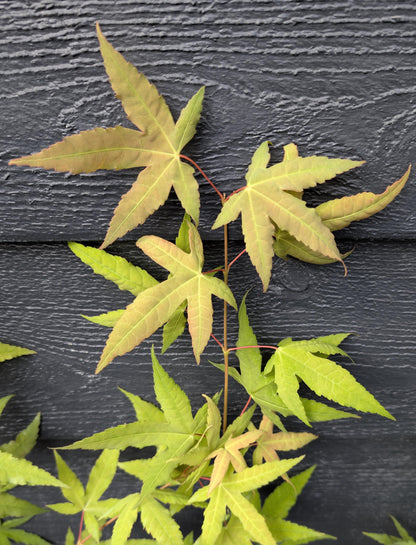 Mystic Jewel Japanese Maple Tree, Heat Tolerant Acer Oliverianum - Live Plant