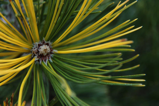 Gold Splash Bosnian Pine, Very Rare Variegated Pinus Leucodermis - Live Plant