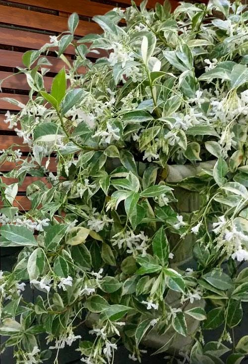 Variegated Jasmine Fragrant Flowering Shrub Vine - Live Plant