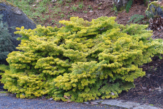 Golden Spreader Nordmann Fir, Low Spreading Dwarf Golden Conifer - Live Plant