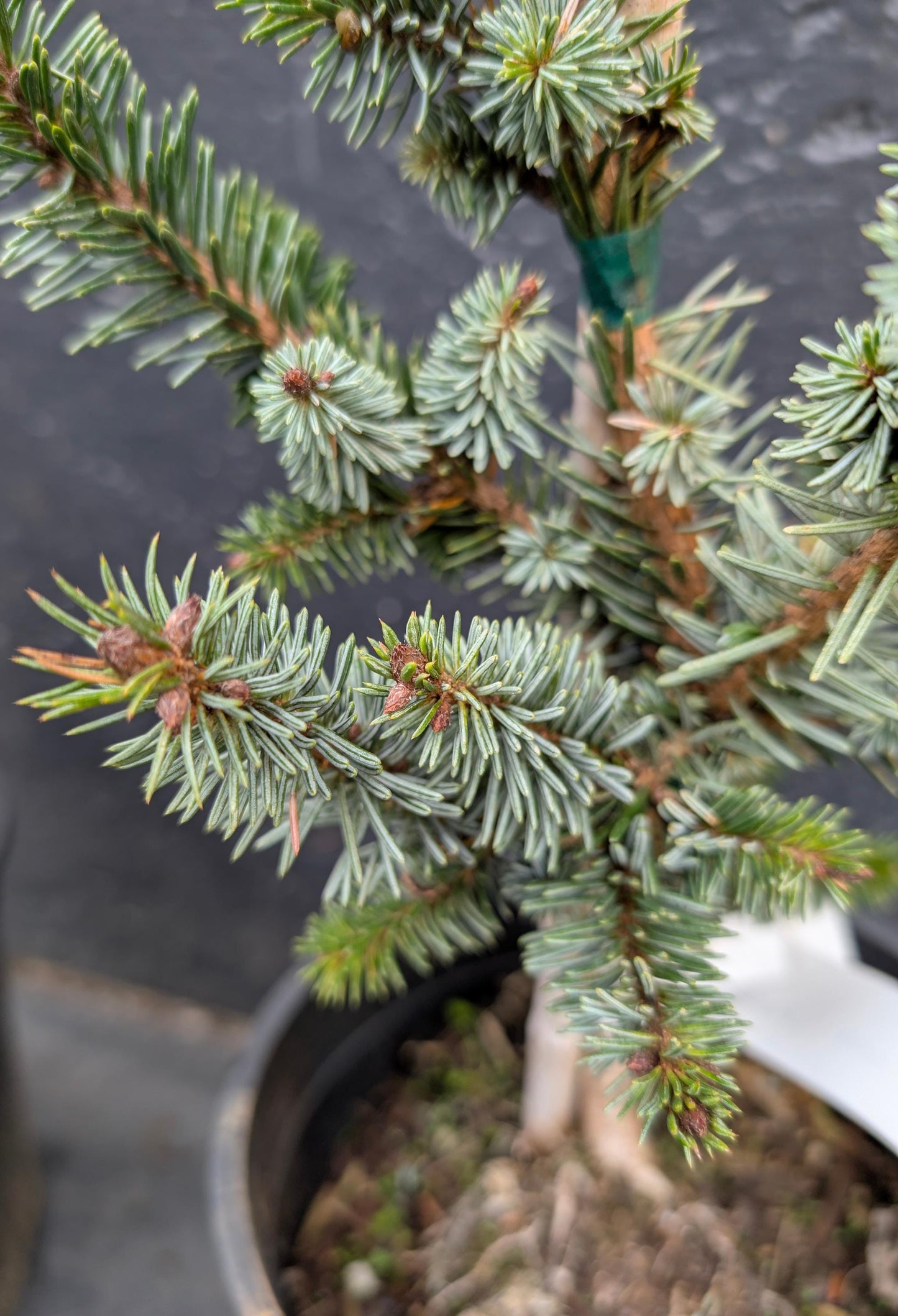 De Ruyter Rare Dwarf Serbian Spruce Conifer Tree - Live Plant