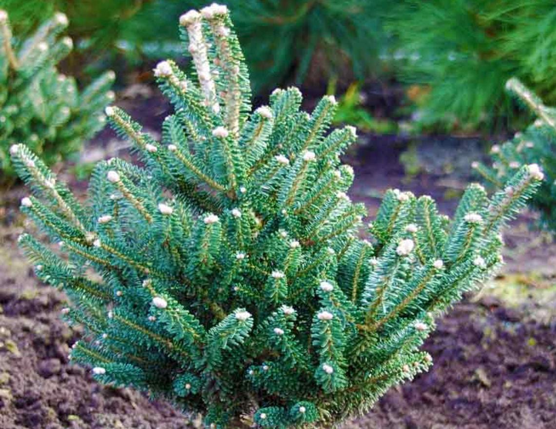 Alpine Star Korean Fir, Miniature Abies Koreana Rare Evergreen Conifer - Live Plant
