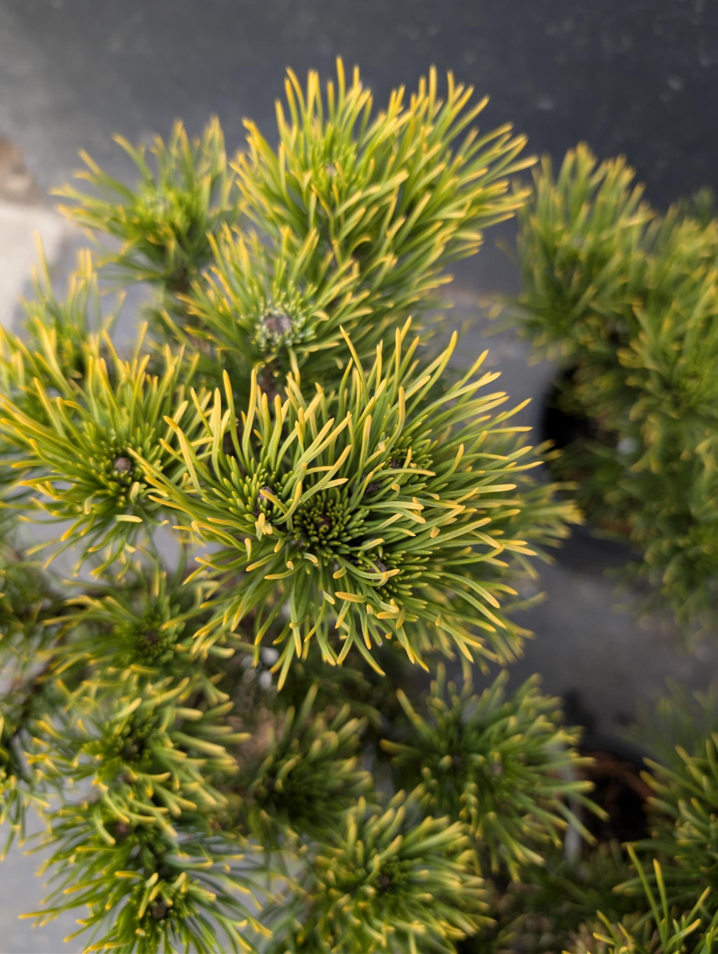 Carsten's Wintergold Dwarf Mugo Pine, Cold Hardy Conifer - Live Plant