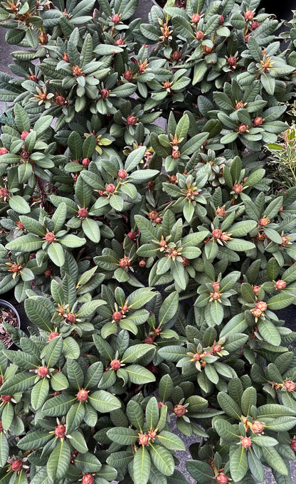 Wine and Roses Rhododendron, Dwarf Evergreen Flowering Shrub, Cold Hardy - Live Plant