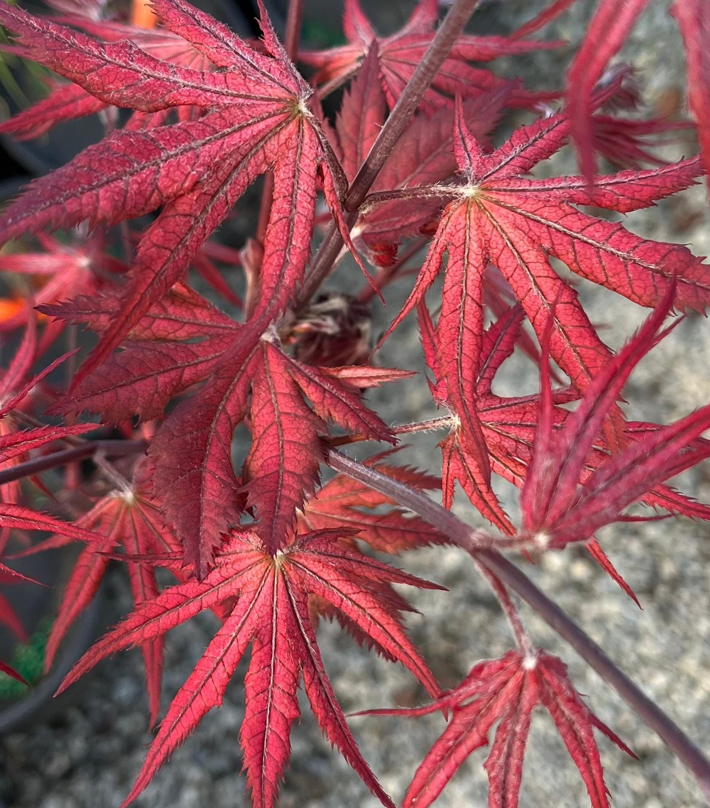 Celebration Rare Pink Variegated Japanese Maple Acer Palmatum Tree - Live Plant