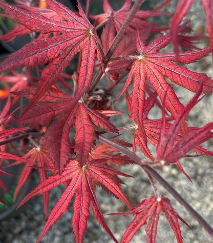 Celebration Rare Pink Variegated Japanese Maple Acer Palmatum Tree - Live Plant
