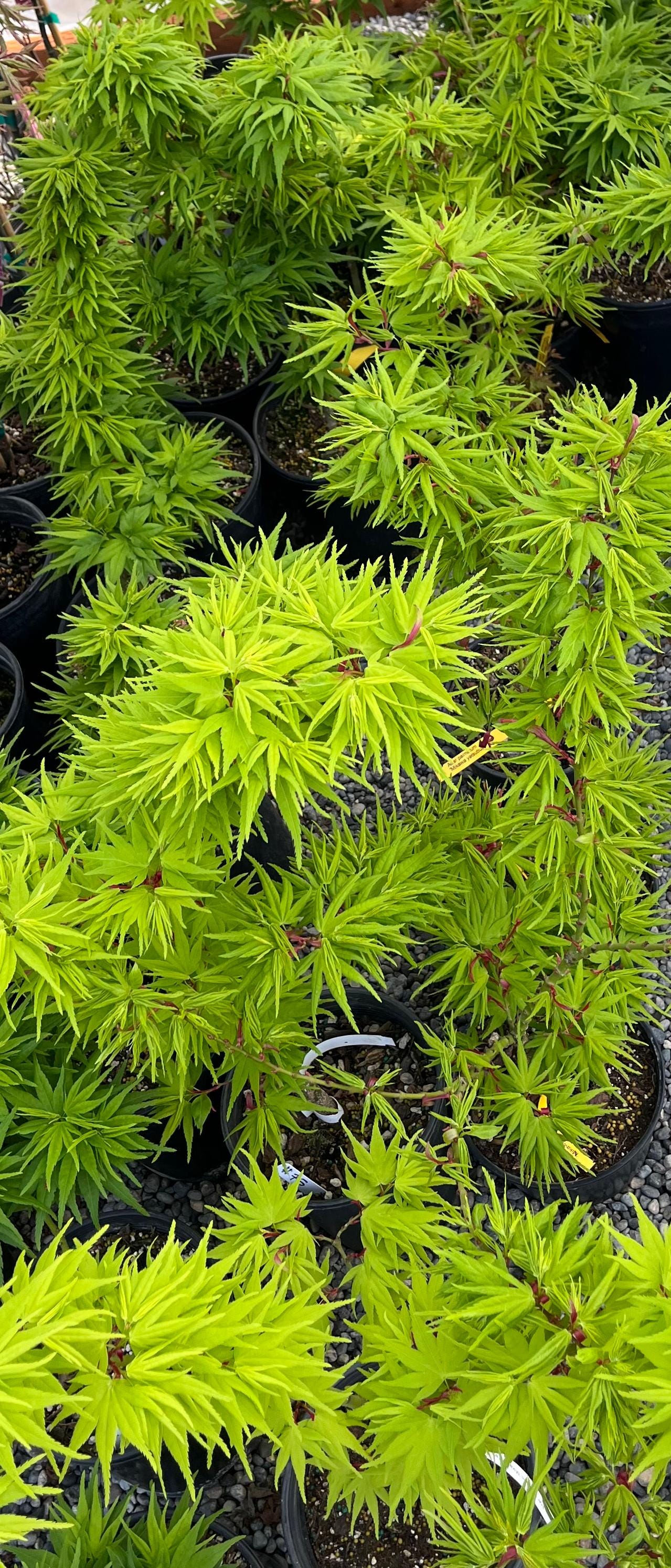 Mikawa Yatsubusa Japanese Maple Tree, Dwarf Acer Palmatum - Live Plant