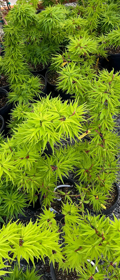Mikawa Yatsubusa Japanese Maple Tree, Dwarf Acer Palmatum - Live Plant