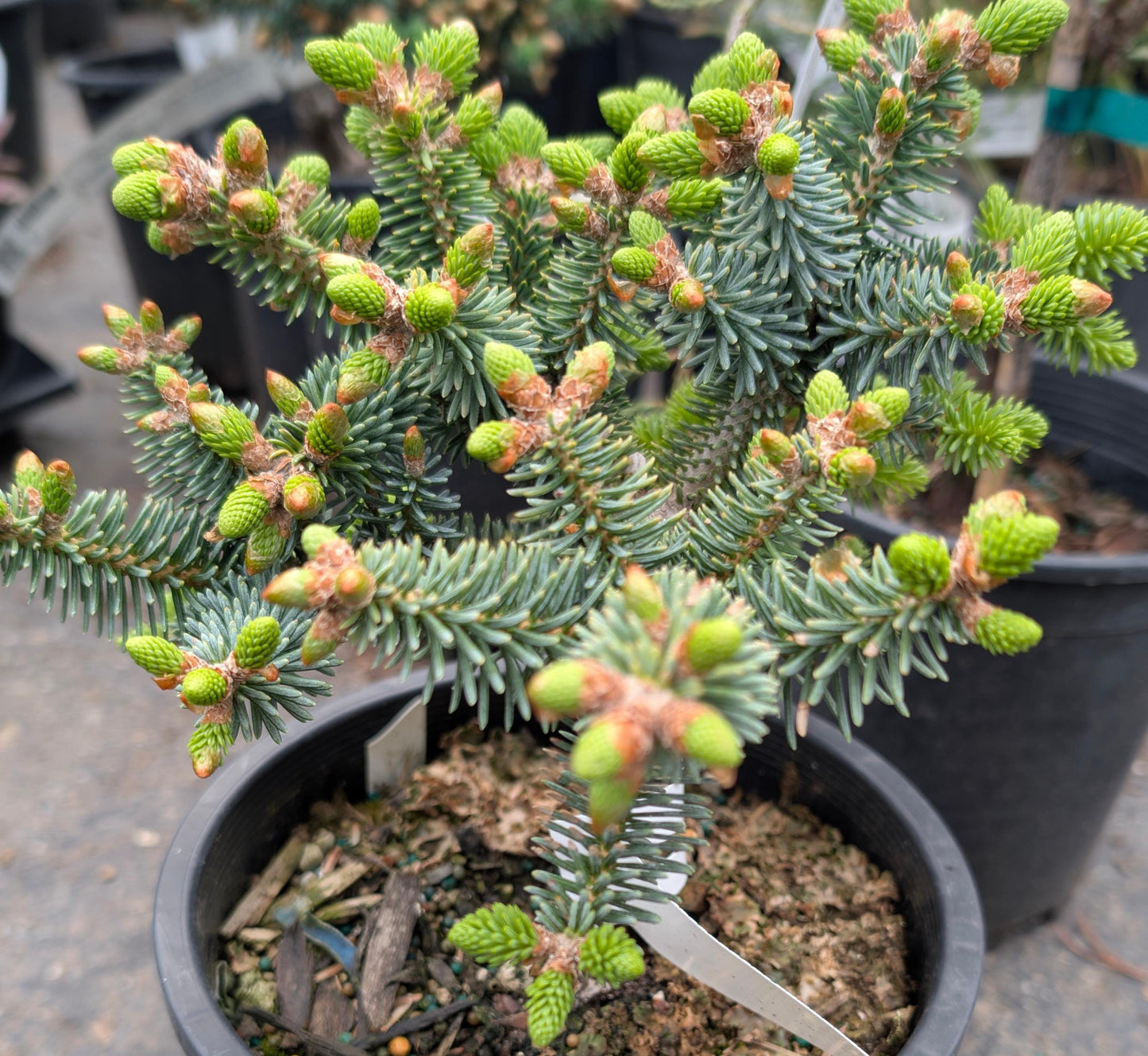 Horstmann Dwarf Blue Spanish Fir, Rare Collector Conifer Tree - Live Plant