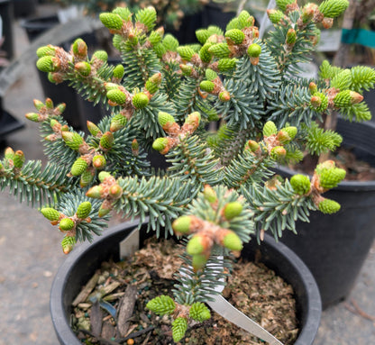 Horstmann Dwarf Blue Spanish Fir, Rare Collector Conifer Tree - Live Plant