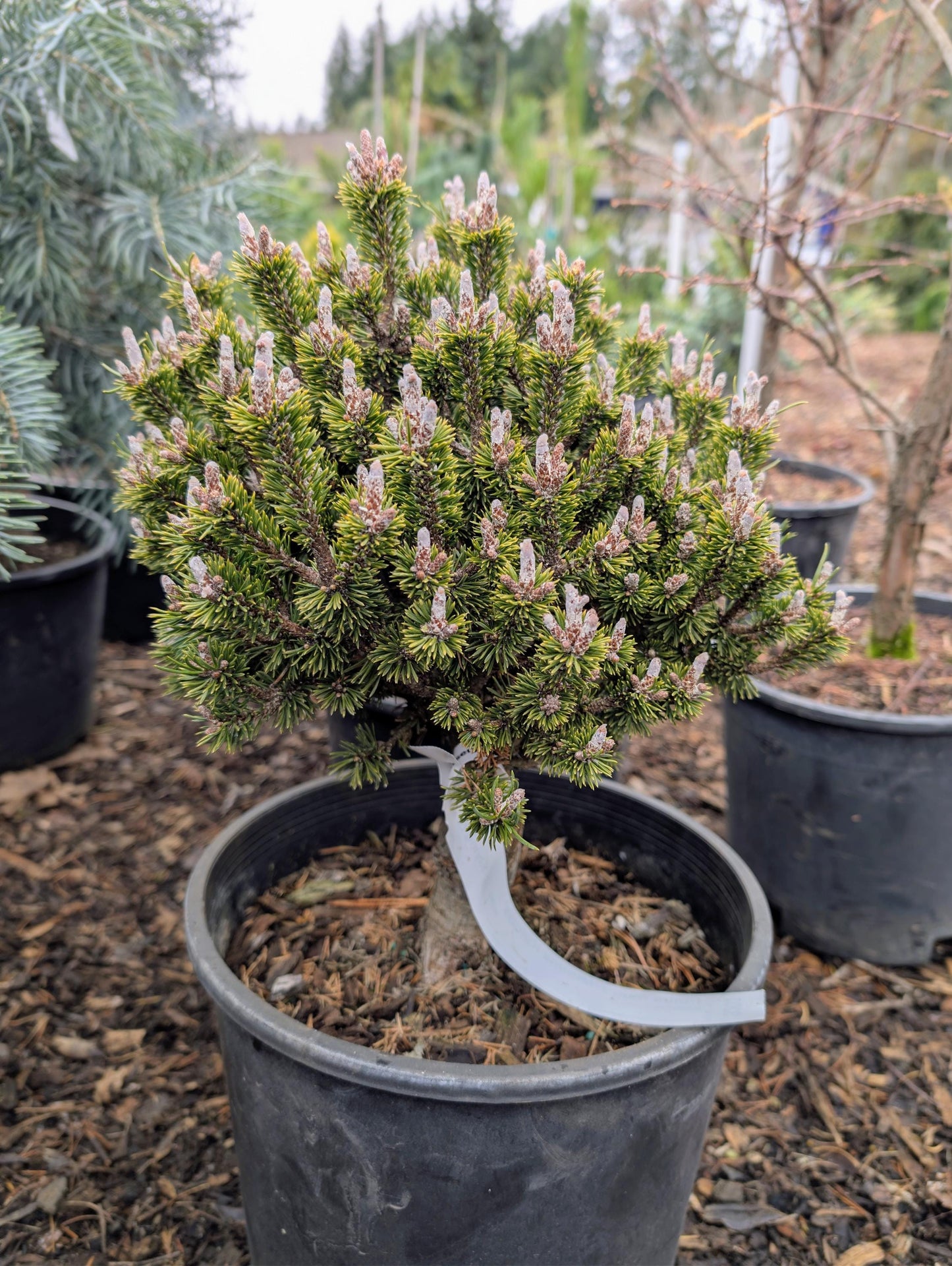 Minima Kalous Mugo Pine Rare Miniature Collector Conifer - Live Plant
