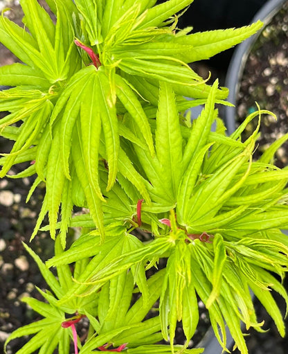 Mikawa Yatsubusa Japanese Maple Tree, Dwarf Acer Palmatum - Live Plant