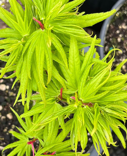 Mikawa Yatsubusa Japanese Maple Tree, Dwarf Acer Palmatum - Live Plant