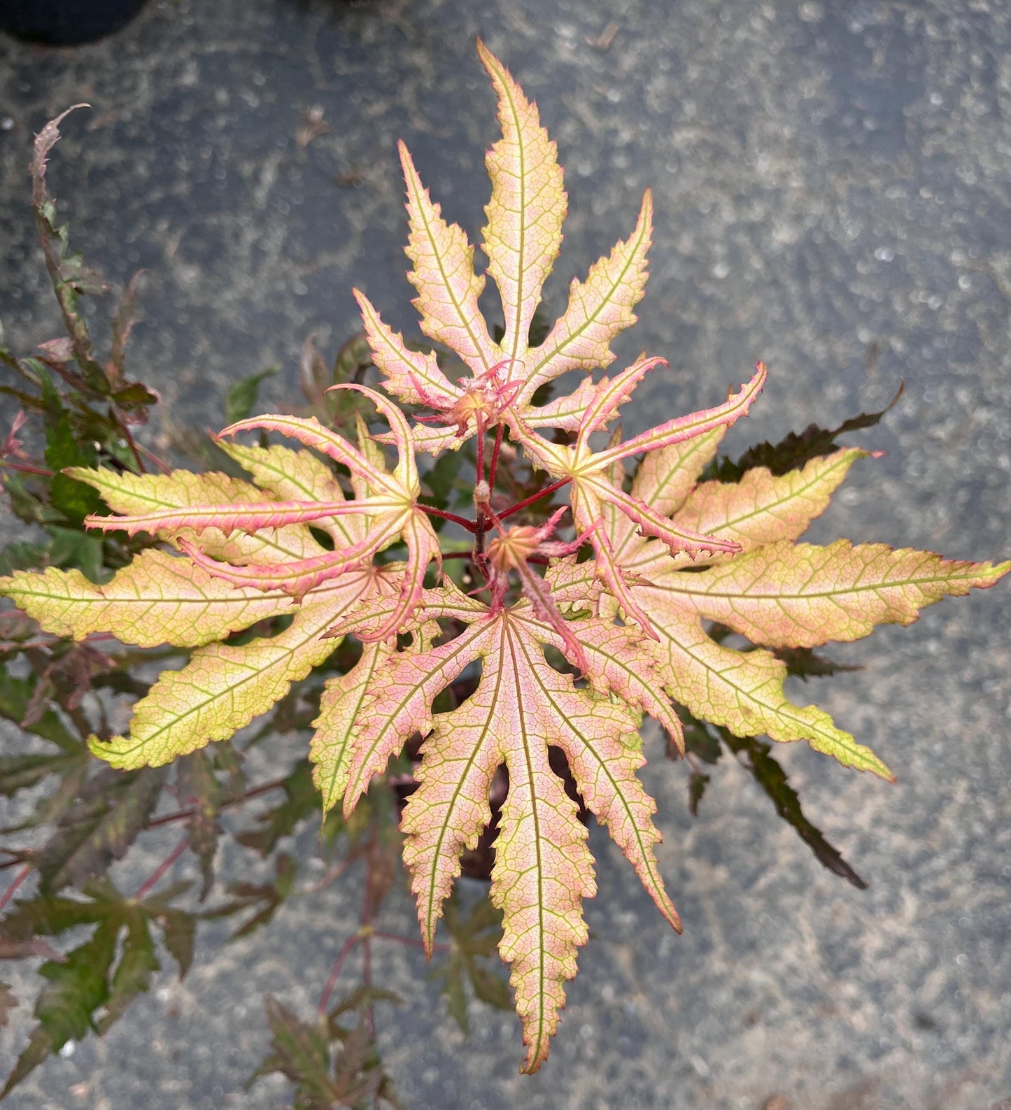 Strawberry Spring Japanese Maple Pink Reticulated Acer Palmatum - Live Plant