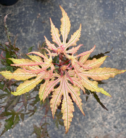 Strawberry Spring Japanese Maple Pink Reticulated Acer Palmatum - Live Plant