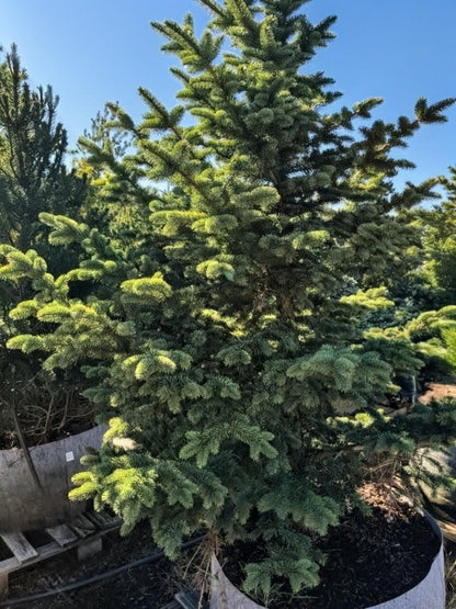 Gebelle's Golden Spring Picea Pungens, Rare Golden New Growth Blue Spruce - Live Plant