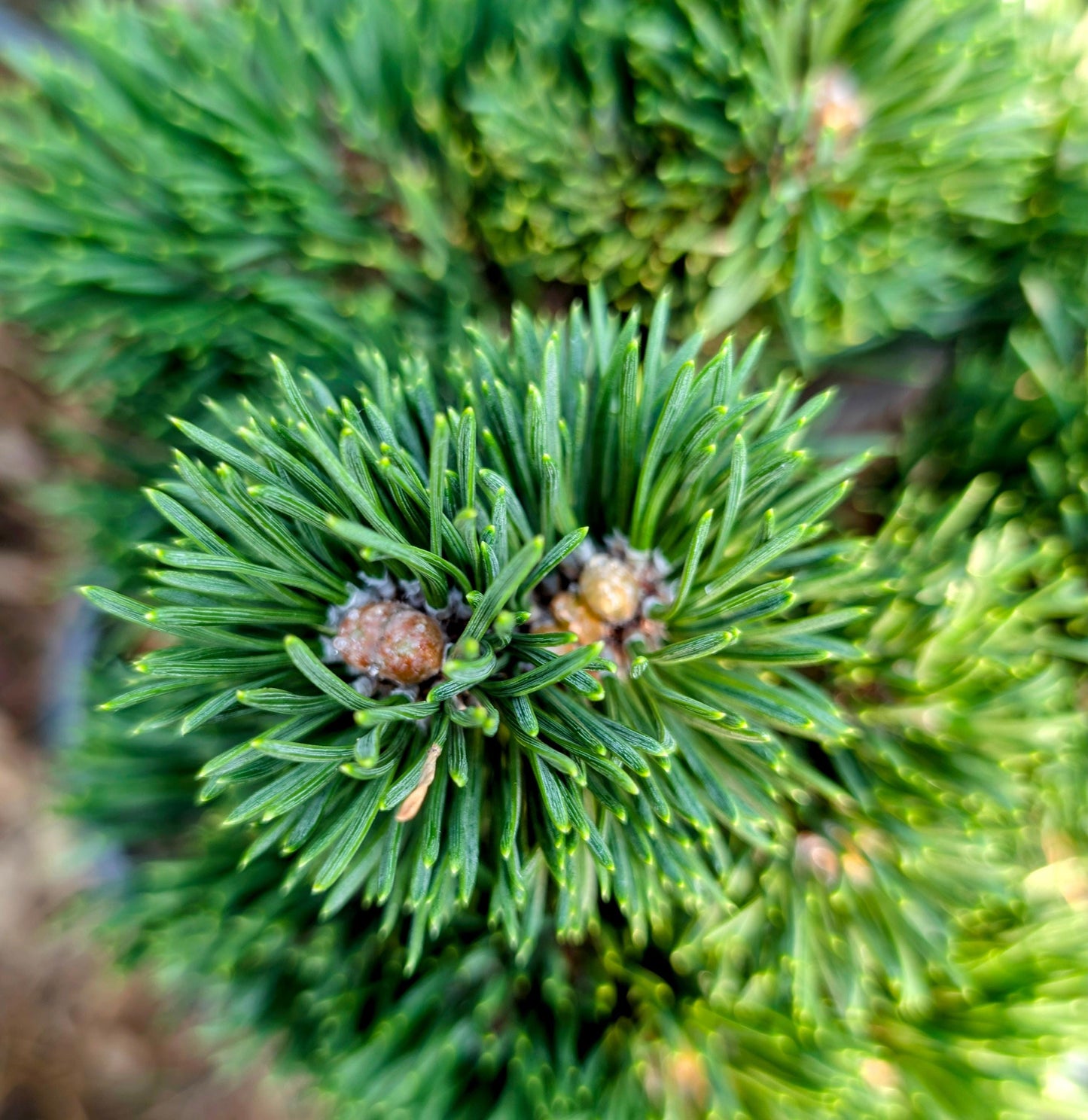Jakobsen Dwarf Mugo Pine, Pre-Bonsai Starter Tree, Cold Hardy - Live Plant