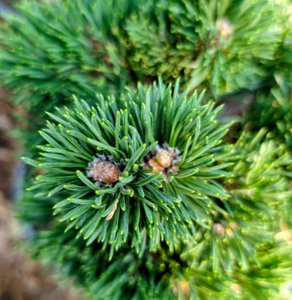 Jakobsen Dwarf Mugo Pine, Pre-Bonsai Starter Tree, Cold Hardy - Live Plant