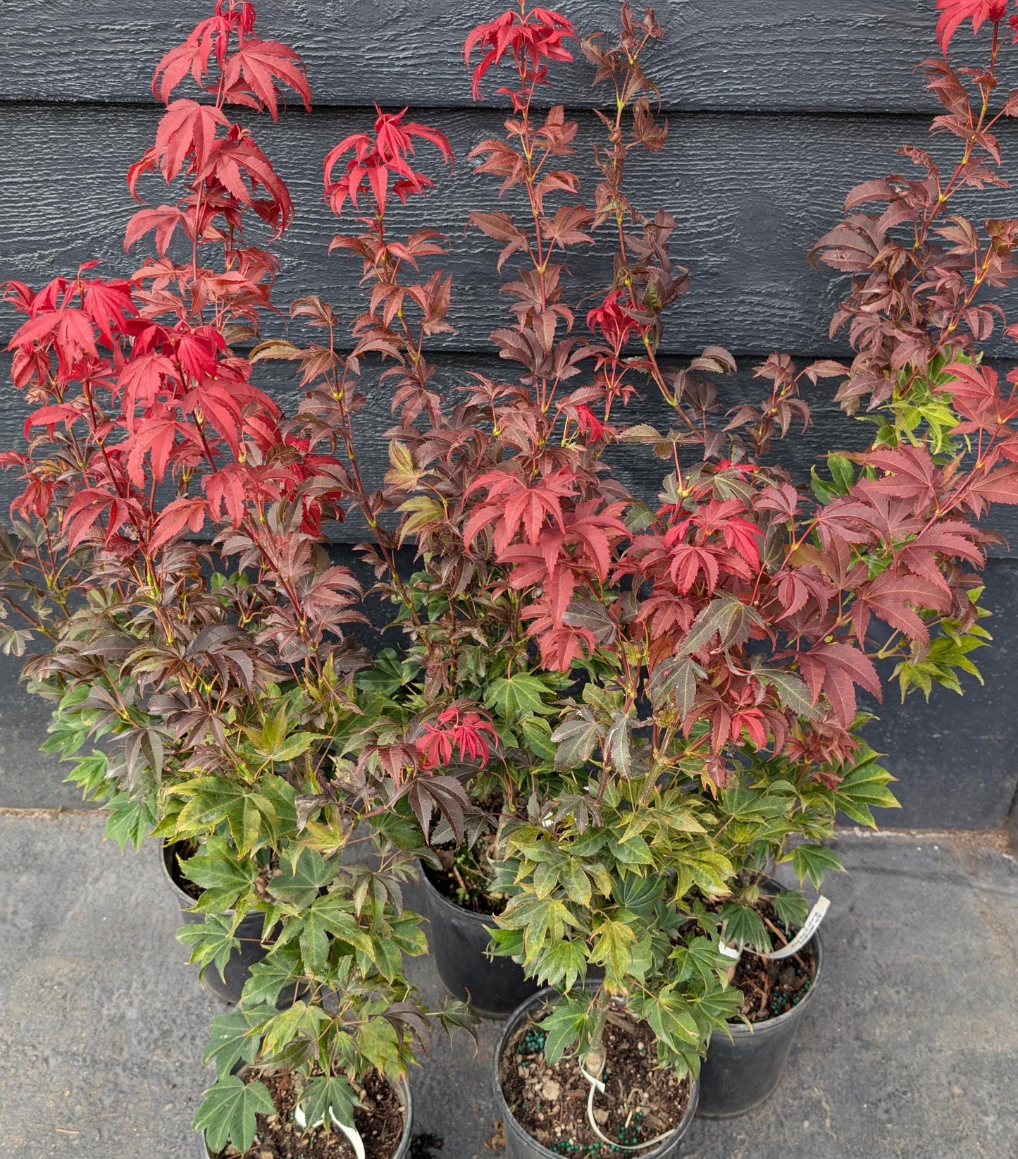 Ruslyn In The Pink Japanese Maple, Dwarf Compact Ornamental Acer Palmatum - Live Plant