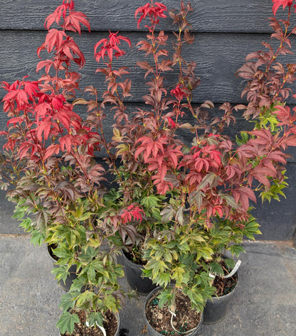 Ruslyn In The Pink Japanese Maple, Dwarf Compact Ornamental Acer Palmatum - Live Plant