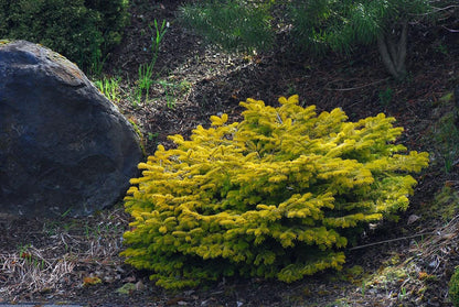 Golden Spreader Nordmann Fir, Low Spreading Dwarf Golden Conifer - Live Plant