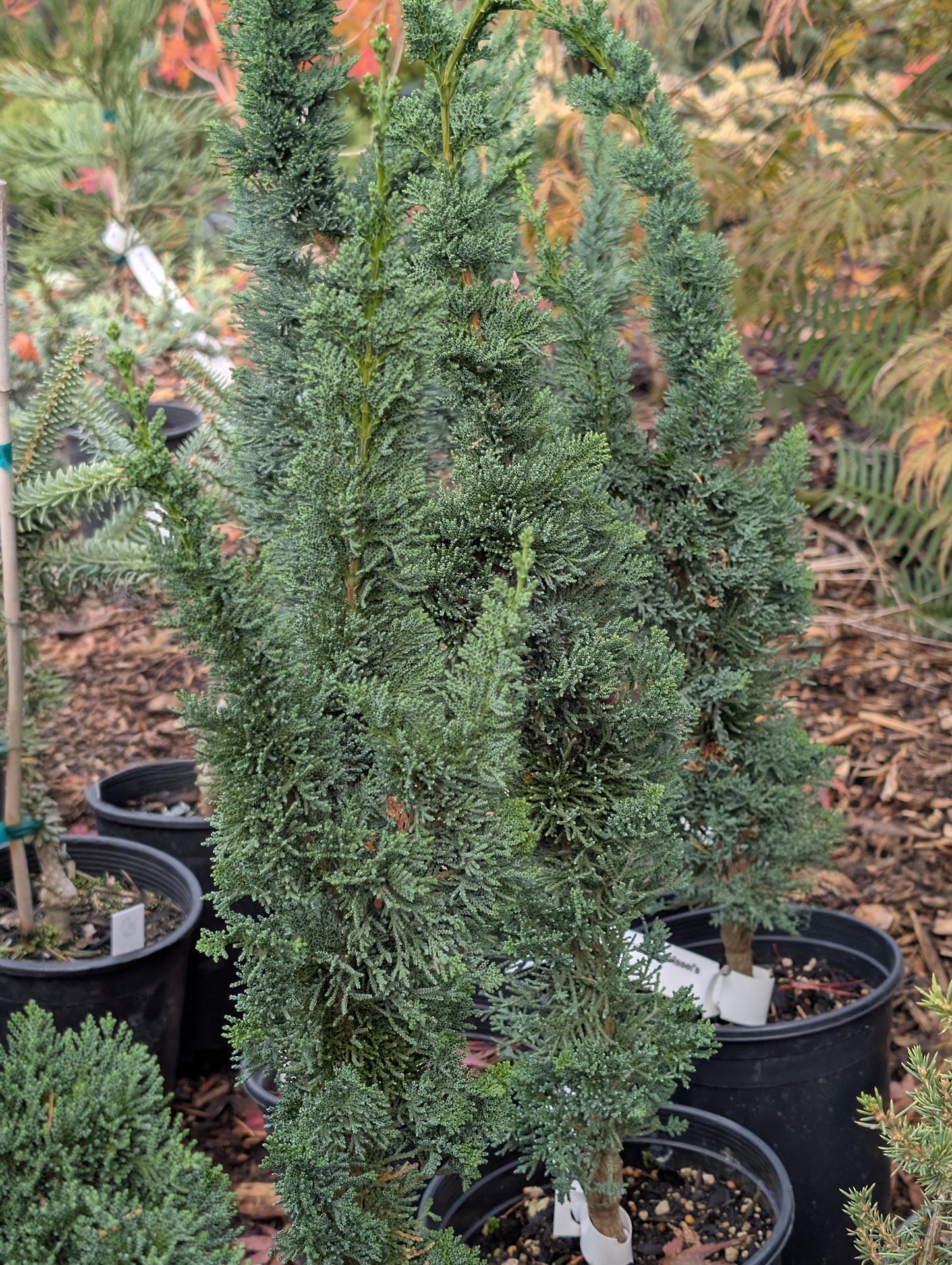 Wissel's Saguaro Rare Lawson Cypress, Blue-Green Evergreen Tree - Live Plant