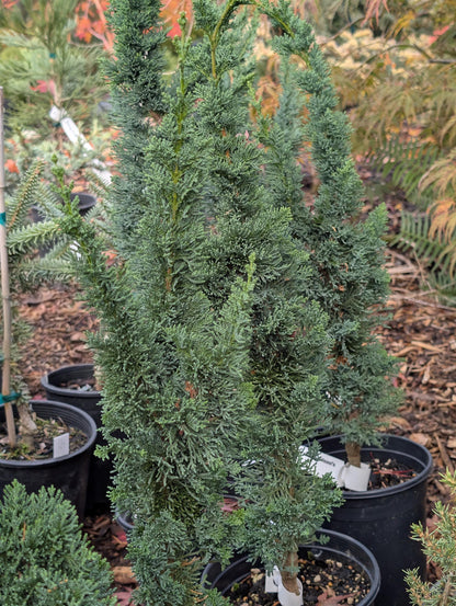 Wissel's Saguaro Rare Lawson Cypress, Blue-Green Evergreen Tree - Live Plant