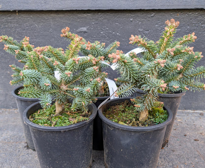 Horstmann Dwarf Blue Spanish Fir, Rare Collector Conifer Tree - Live Plant