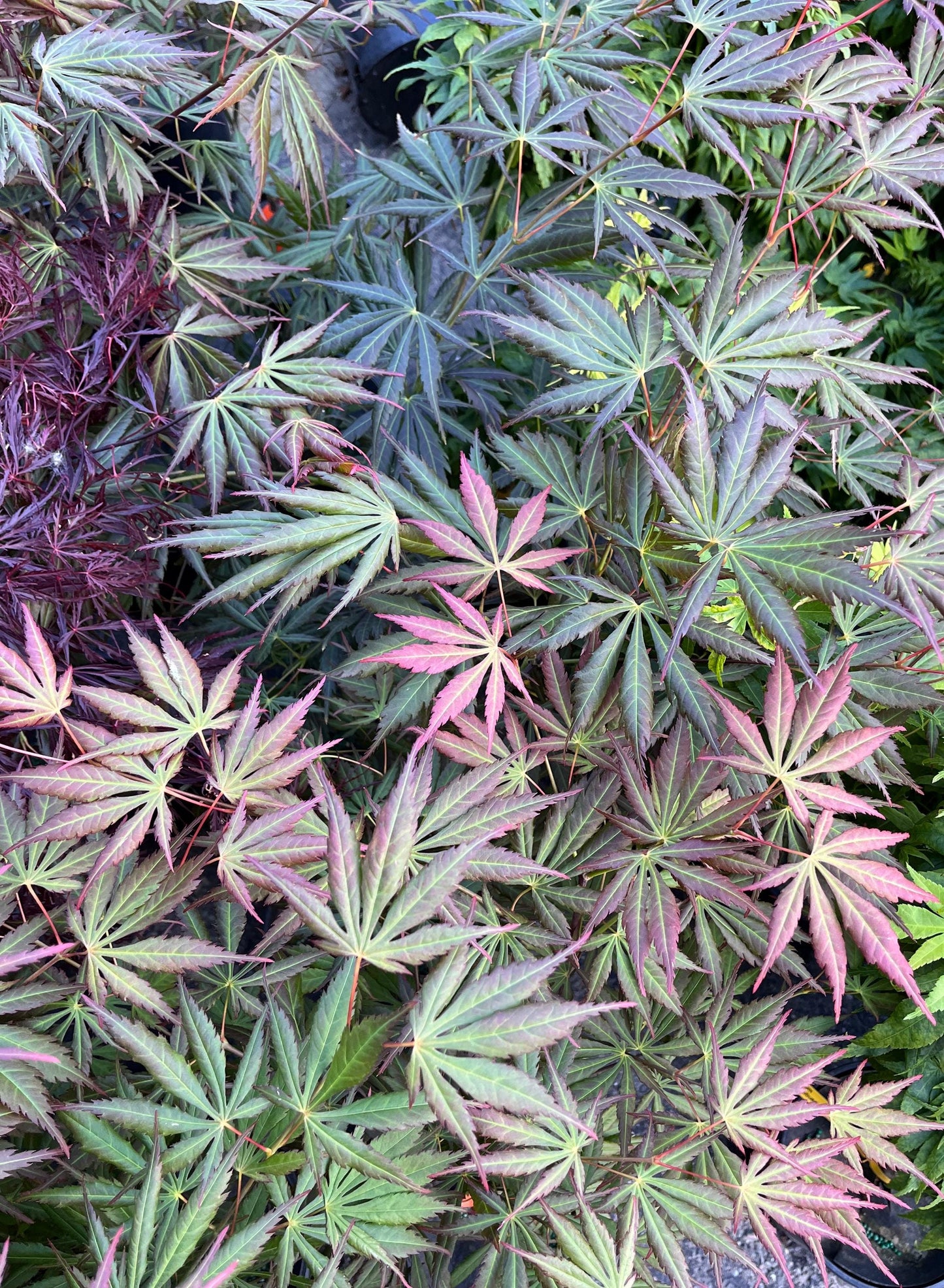 Bronze Age Japanese Maple, Rare Full Moon Acer Palmatum Dwarf Tree - Live Plant
