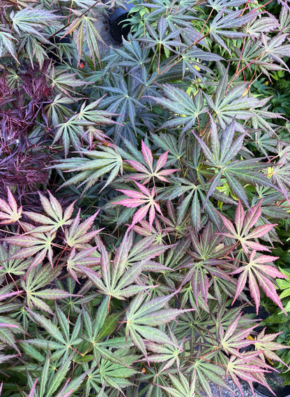 Bronze Age Japanese Maple, Rare Full Moon Acer Palmatum Dwarf Tree - Live Plant