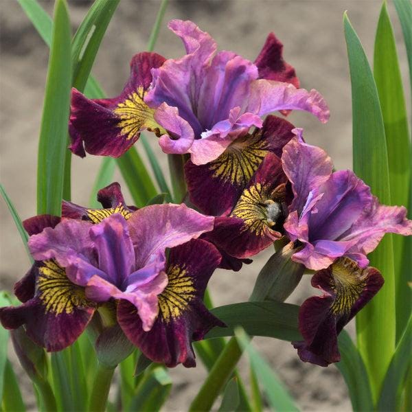 Miss Apple Siberian Iris, Magenta-Purple Award Winning Perennial - Live Plant