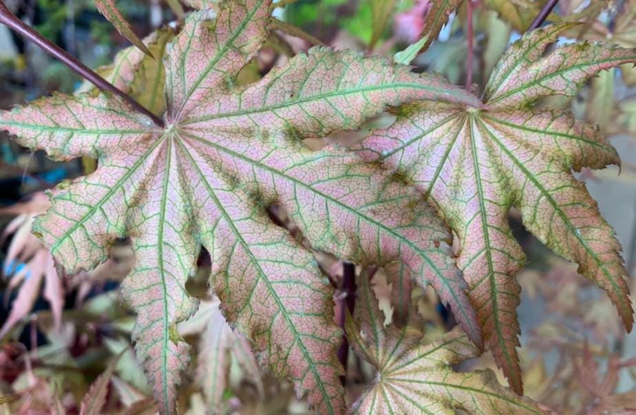 Nebula Rare Japanese Maple, Dwarf Reticulated Acer Palmatum Tree - Live Plant