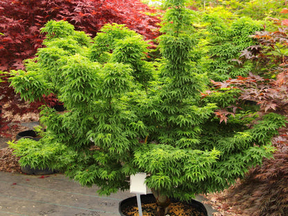 Ojishi Rare Dwarf Japanese Maple, Male Lion Tree Counterpart To Shishigashira - Live Plant