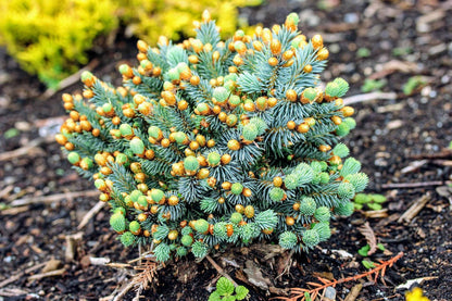 Blue Pearl Rare Dwarf Colorado Blue Spruce, Miniature Collector Conifer - Live Plant