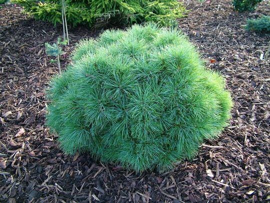 Sea Urchin Eastern White Pine, Dwarf Collector Conifer - Live Plant