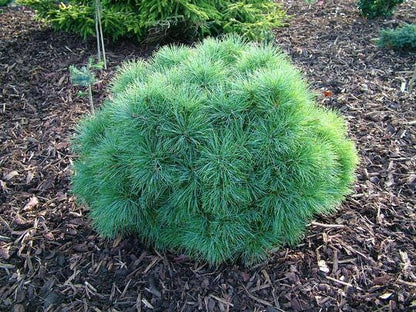 Sea Urchin Eastern White Pine, Dwarf Collector Conifer - Live Plant