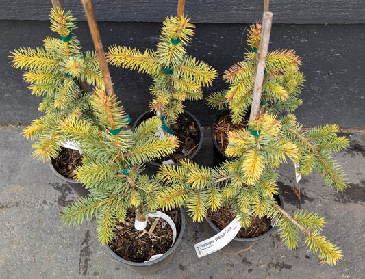 Walnut Glen Colorado Blue Spruce, Golden Dwarf Collector Conifer - Live Plant