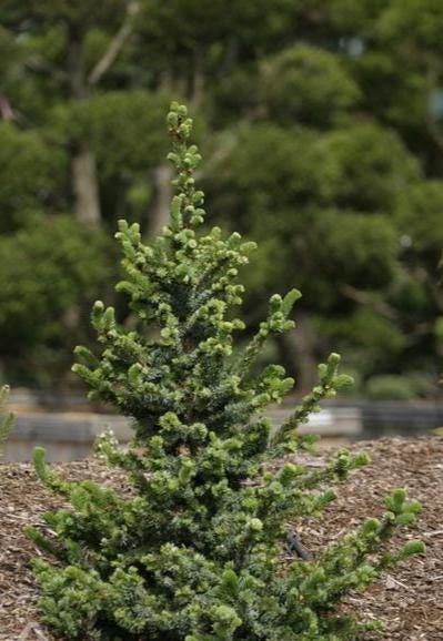 De Ruyter Rare Dwarf Serbian Spruce Conifer Tree - Live Plant