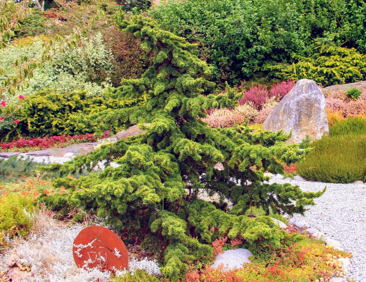 Green Prince Cedar of Lebanon, Dwarf Bonsai Evergreen Conifer - Live Plant