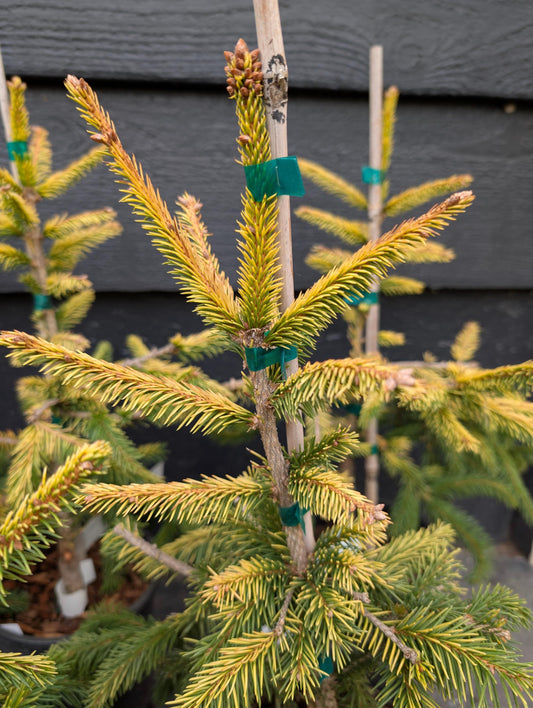Catharine's Golden Heart Rare Golden Norway Spruce, Weeping Conifer - Live Plant
