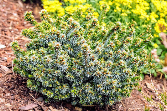 Pimoko Dwarf Serbian Spruce, Picea Omorika Compact Round Evergreen Conifer - Live Plant